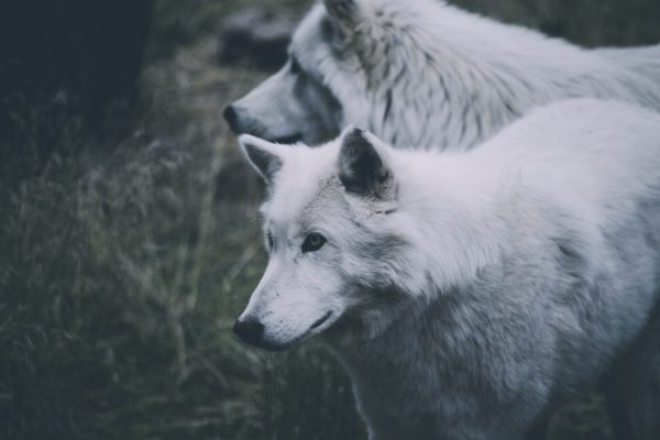 Symbolique et signification du loup